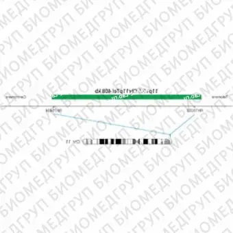 ДЛЯ КЛИЕНТОВ из США. SureFISH 11p15.5 Chr11pTel 408кб P20 ГР. Теломер Chr11p, Номер копии, 20 тестов, FITC, Концентрат, Ручное использование