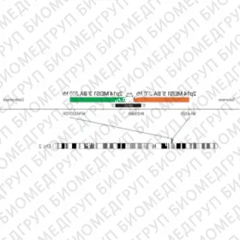 ДЛЯ КЛИЕНТОВ из США. SureFISH 2p14 MEIS1 5 BA 300кб P20 GR. MEIS1, Break Apart, 20 тестов, FITC, Концентрат, Ручное использование