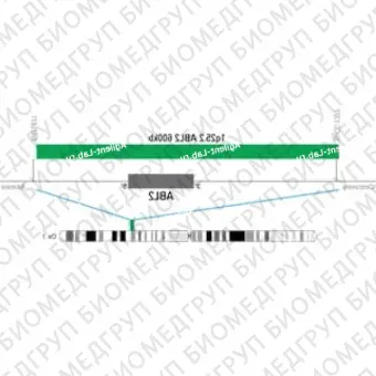 ДЛЯ КЛИЕНТОВ из США. SureFISH 1q25.2 ABL2 600кб P20 GR. ABL2, Номер копии, 20 тестов, FITC, Концентрат, Ручное использование