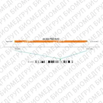 ДЛЯ КЛИЕНТОВ из США. SureFISH Chr8 CEP 635 КБ P20 RD. CEP 8, Номер копии, 20 тестов, Cy3, Концентрат, Ручное использование