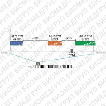 ДЛЯ КЛИЕНТОВ из США. SureFISH 8q24.21 MYC 3 TC 398кб P20 BL. MYC, Break Apart, 20 тестов, Аква, Концентрат, Ручное использование