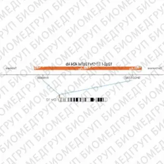 ДЛЯ КЛИЕНТОВ из США. SureFISH 12q24.33 Chr12qTel 424кб P20 RD. Теломер Chr12q, Номер копии, 20 тестов, Cy3, Концентрат, Ручное использование