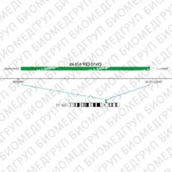ДЛЯ КЛИЕНТОВ из США. SureFISH Chr10 CEP 676кб P20 GR. CEP 10, номер копии, 20 тестов, FITC, концентрат, ручное использование