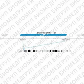 ДЛЯ КЛИЕНТОВ из США. SureFISH 1q44 Chr1qTel 402кб P20 BL. Telomere Chr1q, Копийный номер, 20 тестов, Аква, Концентрат, Ручное использование