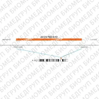 ДЛЯ КЛИЕНТОВ из США. SureFISH Chr4 CEP 613 КБ P20 RD. CEP 4, количество копий, 20 тестов, Cy3, концентрат, ручное использование