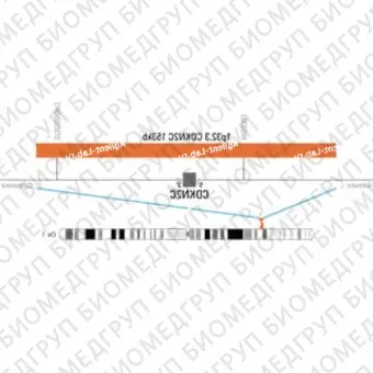 ДЛЯ КЛИЕНТОВ из США. SureFISH 1p32.3 CDKN2C 153кб P20 RD. CDKN2C, Номер копии, 20 тестов, Cy3, Концентрат, Ручное использование