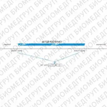 ДЛЯ КЛИЕНТОВ из США. SureFISH Chr19 CEP 527кб P20 BL. КЭП 19, Копийный номер, 20 тестов, Аква, Концентрат, Ручное использование