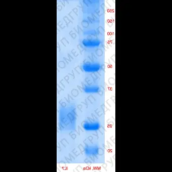 Интерлейкин 7 человека, рекомбинантный белок, rhIL7, Россия, PSG24050, 50 мкг