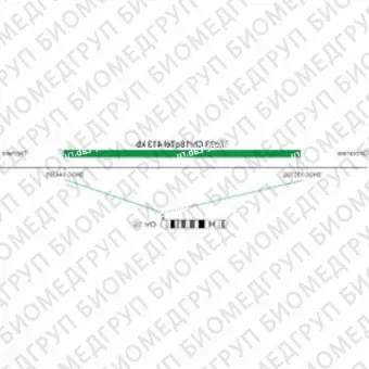 ДЛЯ КЛИЕНТОВ ЗА ПРЕДЕЛАМИ США. SureFISH 18q23 Chr18qTel 413kb P20 GR