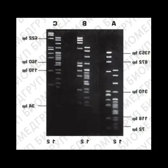 Агароза, низкий EEO, LM Sieve, легкоплавкая, Genetic Quality Tested, Импорт, 1924.0250, 250 г