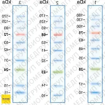 Маркеры белковые молекулярного веса, предокрашенные, Prism Ultra, 10180 кДа, 10 полос, Abcam, ab116027, 500 мкл