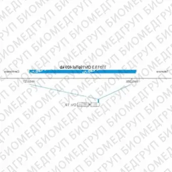 ДЛЯ КЛИЕНТОВ из США. SureFISH 19p13.3 Chr19pTel 409кб P20 BL. Теломер Chr19p, Копийный номер, 20 тестов, Аква, Концентрат, Ручное использование