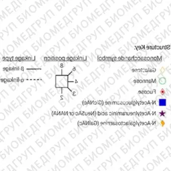 Стандарт Nгликанов AdvanceBio InstantAB A4 ранее ProZyme