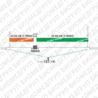 ДЛЯ КЛИЕНТОВ из США. SureFISH 22q12.2 EWSR1 3 BA 263 КБ P20 RD. EWSR1, Break Apart, 20 тестов, Cy3, концентрат, ручное использование