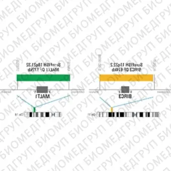 ДЛЯ КЛИЕНТОВ ЗА ПРЕДЕЛАМИ США. SureFISH 11q22.2 BIRC3 DF 674kb P20 RD