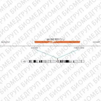 ДЛЯ КЛИЕНТОВ из США. SureFISH Chr1 CEP 541 КБ P20 RD. CEP 1, количество копий, 20 тестов, Cy3, концентрат, ручное использование