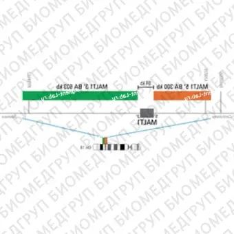 ДЛЯ КЛИЕНТОВ из США. SureFISH MALT1 BA P20. MALT1, Break Apart, 20 тестов, Cy3FITC, концентрат, ручное использование