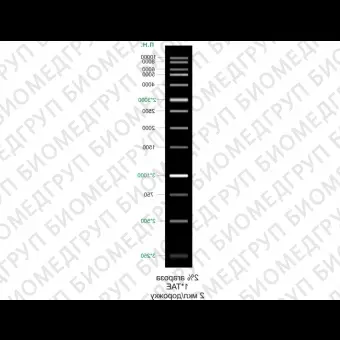 Маркер длин ДНК, 10000, 13 фрагментов от 250 до 10 000 п.н. готовый к применению, 0,1 мг/мл, Диаэм, 1909, 50 мкг