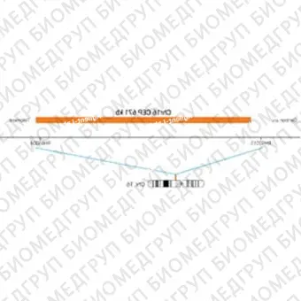 ДЛЯ КЛИЕНТОВ из США. SureFISH Chr16 CEP 671 КБ P20 RD. CEP 16, Номер копии, 20 тестов, Cy3, Концентрат, Ручное использование