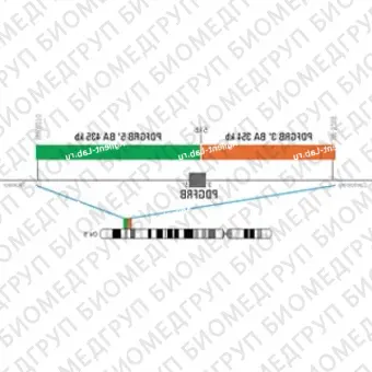 ДЛЯ КЛИЕНТОВ из США. SureFISH 5q32 PDGFRB 3146 BA 354 КБ P20 RD. PDGFRB, Break Apart, 20 тестов, Cy3, концентрат, ручное использование