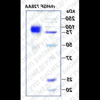 Фактор роста гепатоцитов человека, рекомбинантный белок, rhHGF 728AA, Россия, PSG19050, 50 мкг