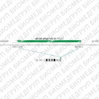 ДЛЯ КЛИЕНТОВ из США. SureFISH 18p11.32 Chr18pTel 403кб P20 ГР. Теломер Chr18p, Номер копии, 20 тестов, FITC, Концентрат, Ручное использование
