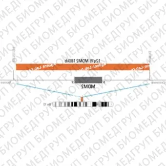 ДЛЯ КЛИЕНТОВ ЗА ПРЕДЕЛАМИ США. SureFISH 12q15 MDM2 180kb P20 RD