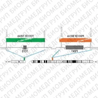 ДЛЯ КЛИЕНТОВ из США. SureFISH 1q23.3 PBX1 DF 603 КБ P20 RD. PBX1, Dual Fusion, 20 тестов, Cy3, концентрат, ручное использование