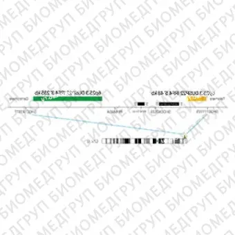 ДЛЯ КЛИЕНТОВ из США. SureFISH 6p25.3 DUSP22IRF4 3 BA 235кб P20 GR. DUSP22IRF4, Break Apart, 20 тестов, FITC, концентрат, ручное использование