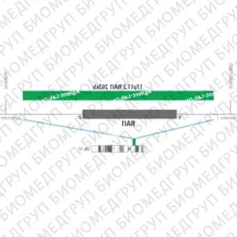 ДЛЯ КЛИЕНТОВ из США. SureFISH 17p11.2 RAI1 263кб P20 ГР. RAI, Номер копии, 20 тестов, FITC, Концентрат, Ручное использование