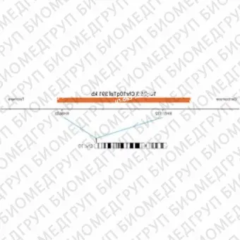 ДЛЯ КЛИЕНТОВ ЗА ПРЕДЕЛАМИ США. SureFISH 10q26.3 Chr10qTel 391kb P20 RD