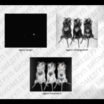 Система визуализации биолюминесценции и флуоресценции, 1211 9760 1