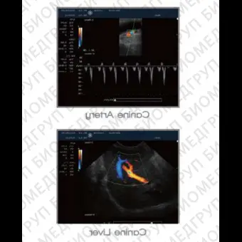 Переносной ветеринарный ультразвуковой сканер P10V