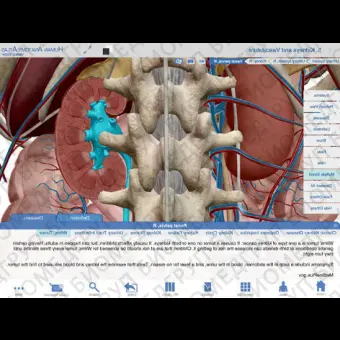 Анатомическое приложение iOS Human Anatomy Atlas