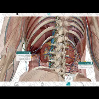 Анатомическое приложение iOS Human Anatomy Atlas