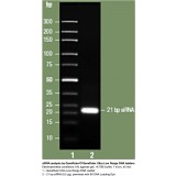 Маркер длин ДНК GeneRuler Ultra Low Range, 11 фрагментов от 10 до 300 п.н., готовый к применению, 0,1 мкг/мкл, Thermo FS, SM1213, 50 мкг