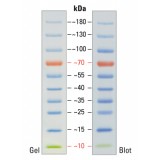 Маркеры молекулярной массы белков, окрашенные, PageRuler, 10-180 кДа, для SDS-электрофореза и вестерн-блоттинга, Thermo FS, 26617, 10x250 мкл