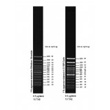Маркер длин ДНК, 100 bp, 13 фрагментов от 100 до 1000 п.н., 0,1 мкг/мл, Thermo FS, 15628050, 250 мкг