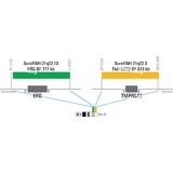 ДЛЯ КЛИЕНТОВ из США. SureFISH 21q22.13 ERG DF 777кб P5 GR. ERG, Dual Fusion, 5 тестов, FITC, концентрат, ручное использование