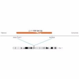 ДЛЯ КЛИЕНТОВ ЗА ПРЕДЕЛАМИ США. SureFISH Chr1 CEP 541kb P20 RD